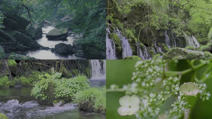 瀑布溪流雨林植物