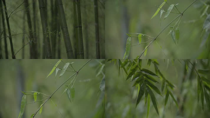 雨后竹子竹林竹叶水滴灰片4K实拍