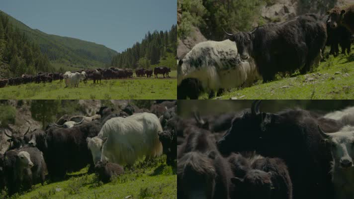 草原牦牛吃草