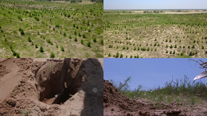 防沙沙漠种植松树固沙