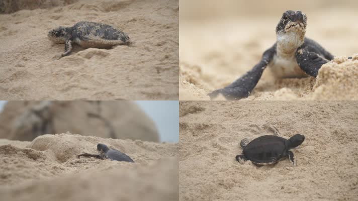 小海龟沙滩实拍