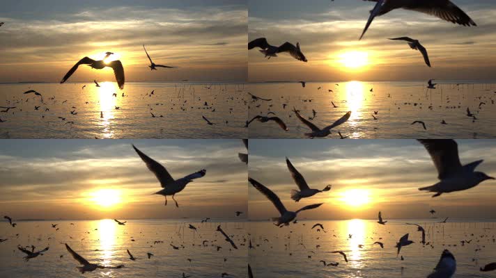 海上海鸥飞翔，慢镜头夕阳美景