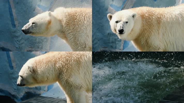 大白熊，北极熊