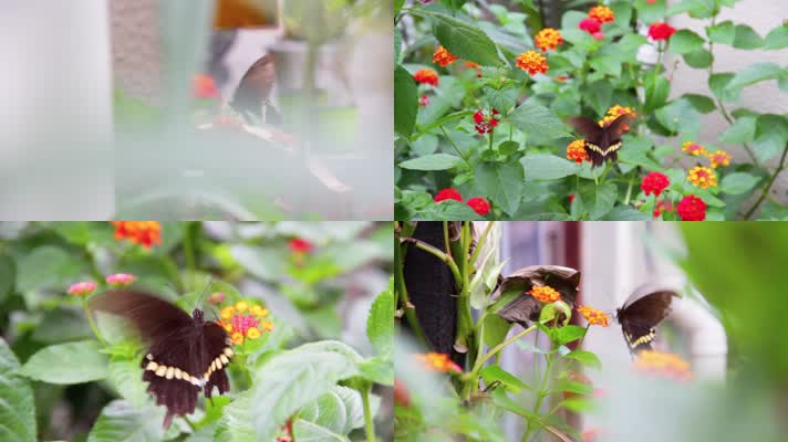 实拍蝴蝶在花丛中采蜜采花粉、扇动翅膀