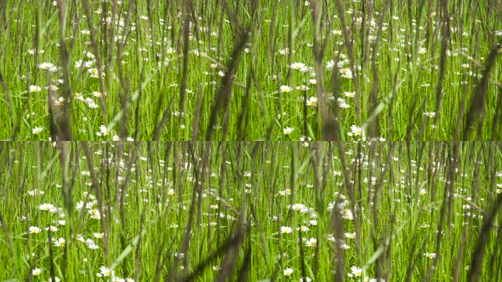 4K小清新花草阳光自然空镜素材绿草小草