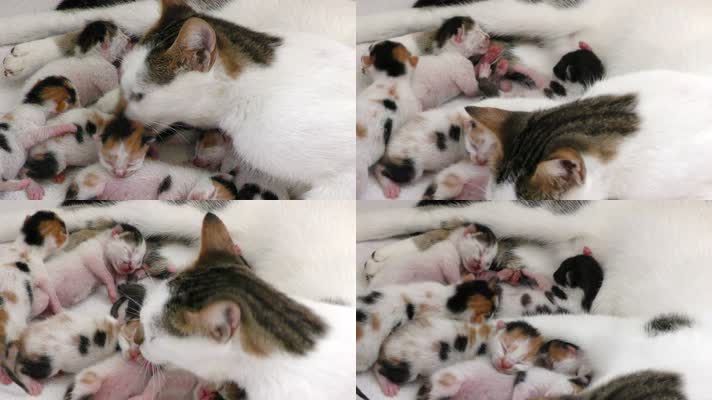 猫妈妈舔小猫