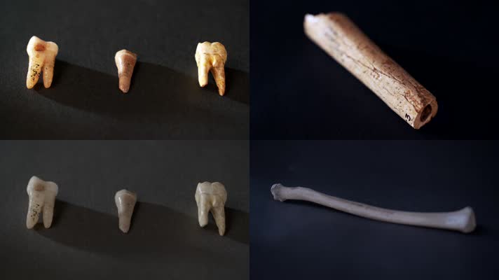 古人类牙齿骨骼化石