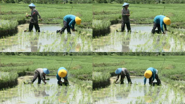 水稻种植，农民插秧