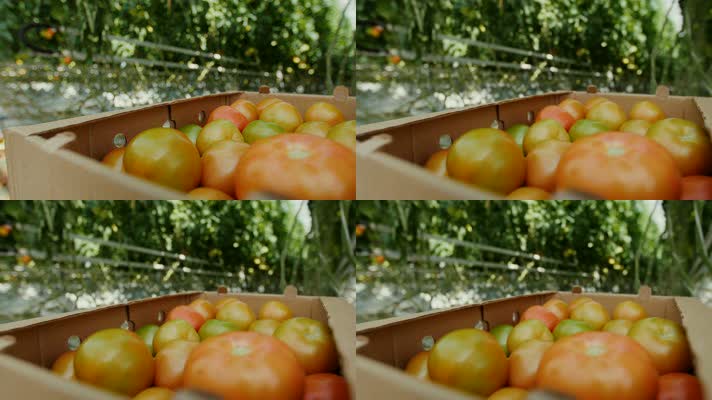 未成熟的番茄