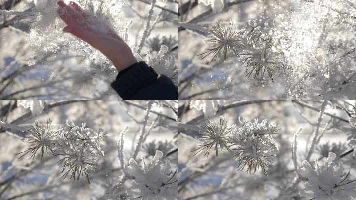 树枝挂雪，冬天玩雪，惊喜开心