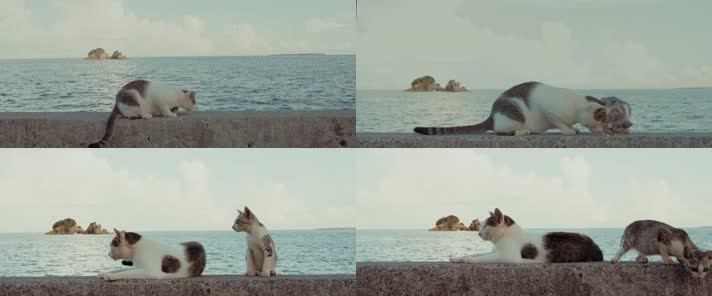 可爱小猫，海边小猫休闲生活