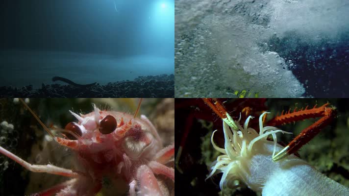 潜水器，深海探测，海洋生物科学研究生命