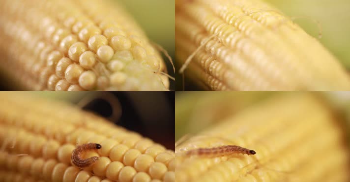 虫子吃玉米