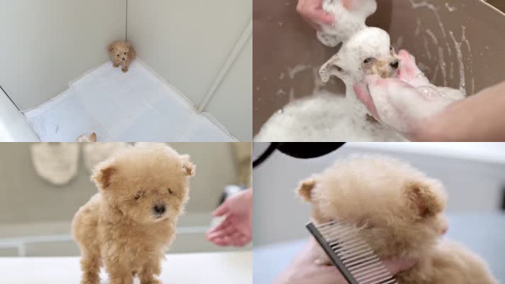 可爱小狗，宠物美容，洗澡理发