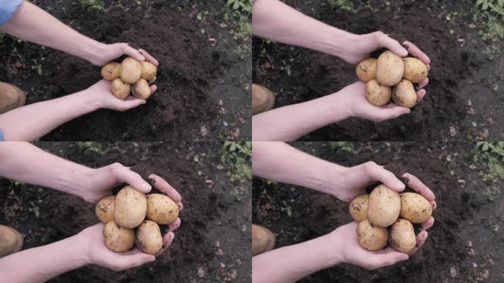 土豆丰收，双手捧土豆