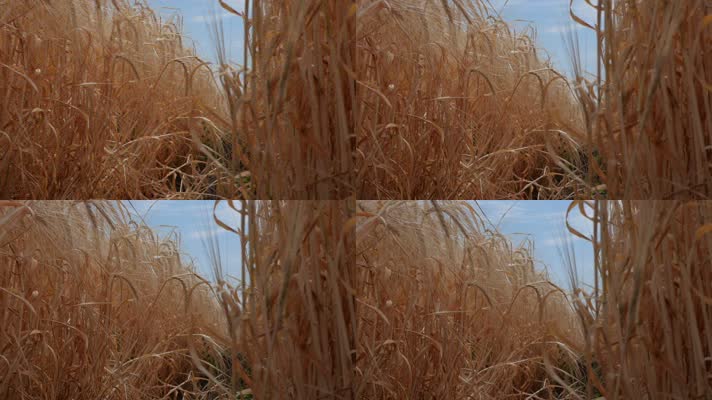 麦子小麦，农业丰收