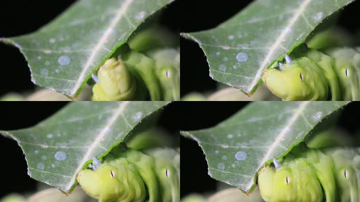 虫子吃树叶过程