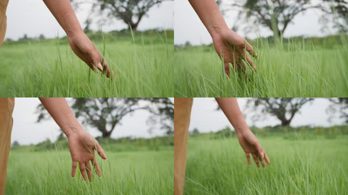 手抚摸小草，绿色有机