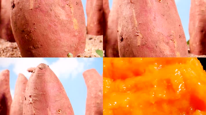 黄心红薯视频