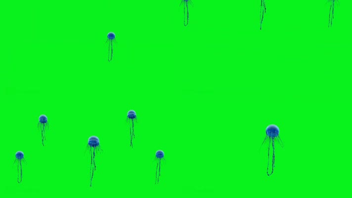 绿幕视频素材水母