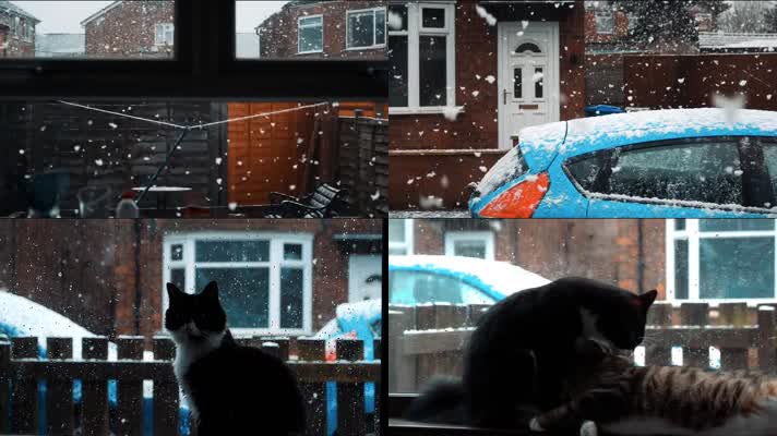 唯美雪景，飘雪下雪，可爱小猫