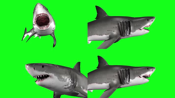 绿幕视频素材大白鲨