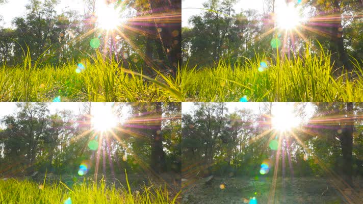 阳光草丛，希望之光，镜头推进