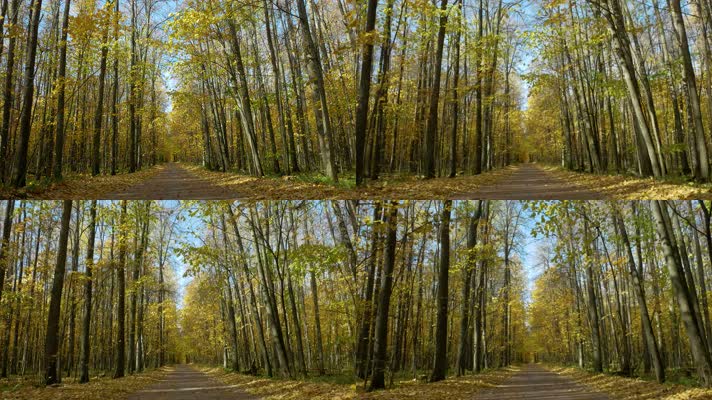4k秋天森林小路，对称镜头向前进