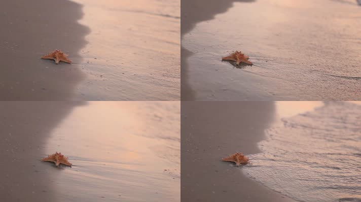 海边贝壳，海边空镜头写意大海沙滩海滩