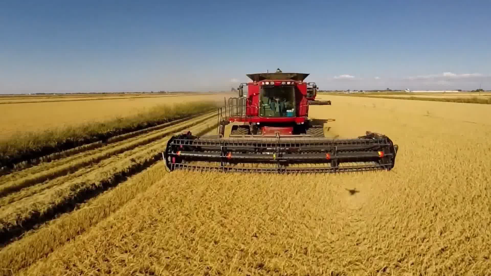 收割麦粒和作物鸟瞰图。在田地、牧场和农田收割小麦、燕麦、大麦。联合收割在田间。农业工业。联合收割机切割小麦田。机器收割高清摄影大图-千库网