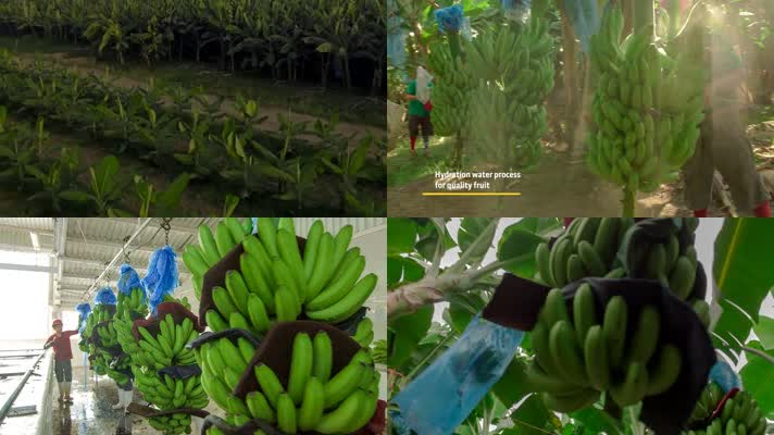 香蕉种植，香蕉收获，香蕉包装