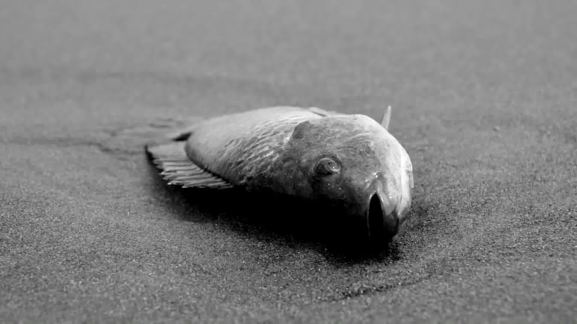 7年前，美海滩现大量生物遗骸，总数超十亿只，为何它们集体死亡 - 知乎