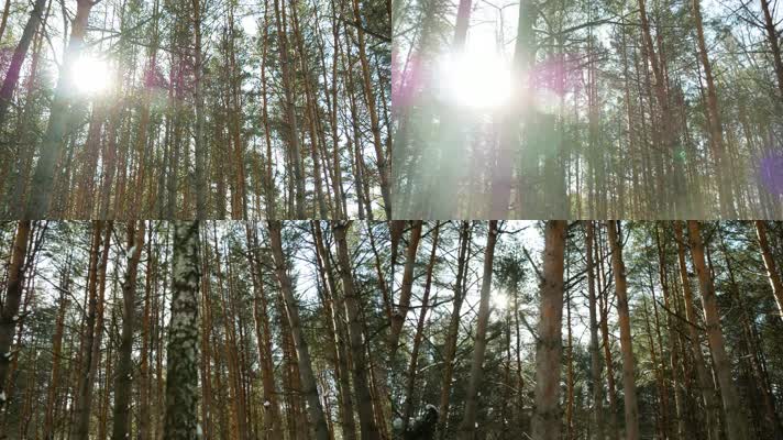 4k林间小路阳光，镜头向左移动
