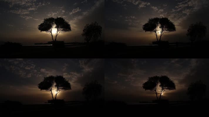 夕阳大树