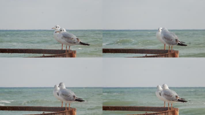 海边海鸥，海鸟
