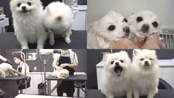 宠物狗美容，两只可爱白色狗狗萨摩耶
