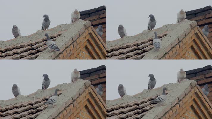 房顶上的鸽子