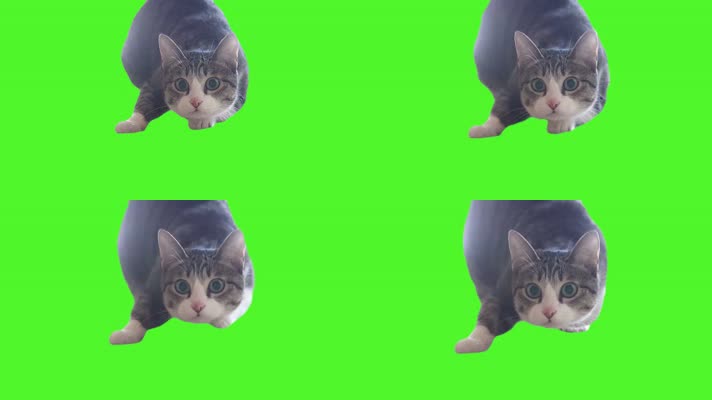 【绿幕素材】扭屁股的小猫咪可爱视频素材