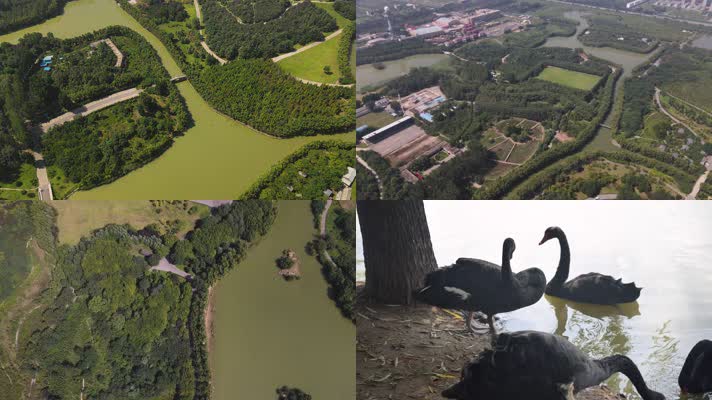 【4k原创】湿地公园候鸟栖息地