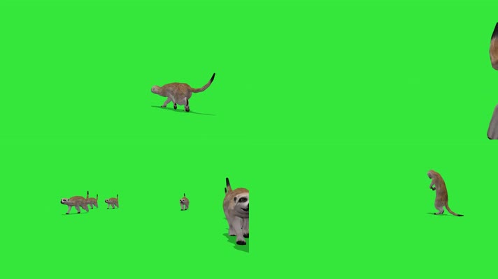 猫鼬狐獴动画