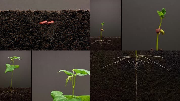植物生长种子生长 