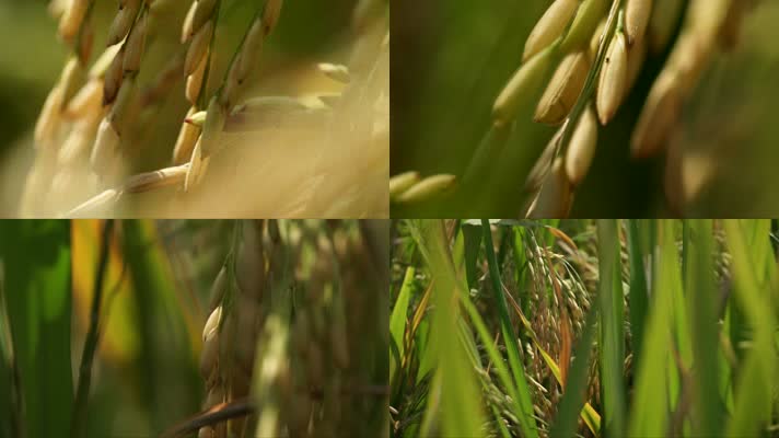 水稻麦穗