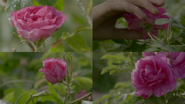 新疆玫瑰
