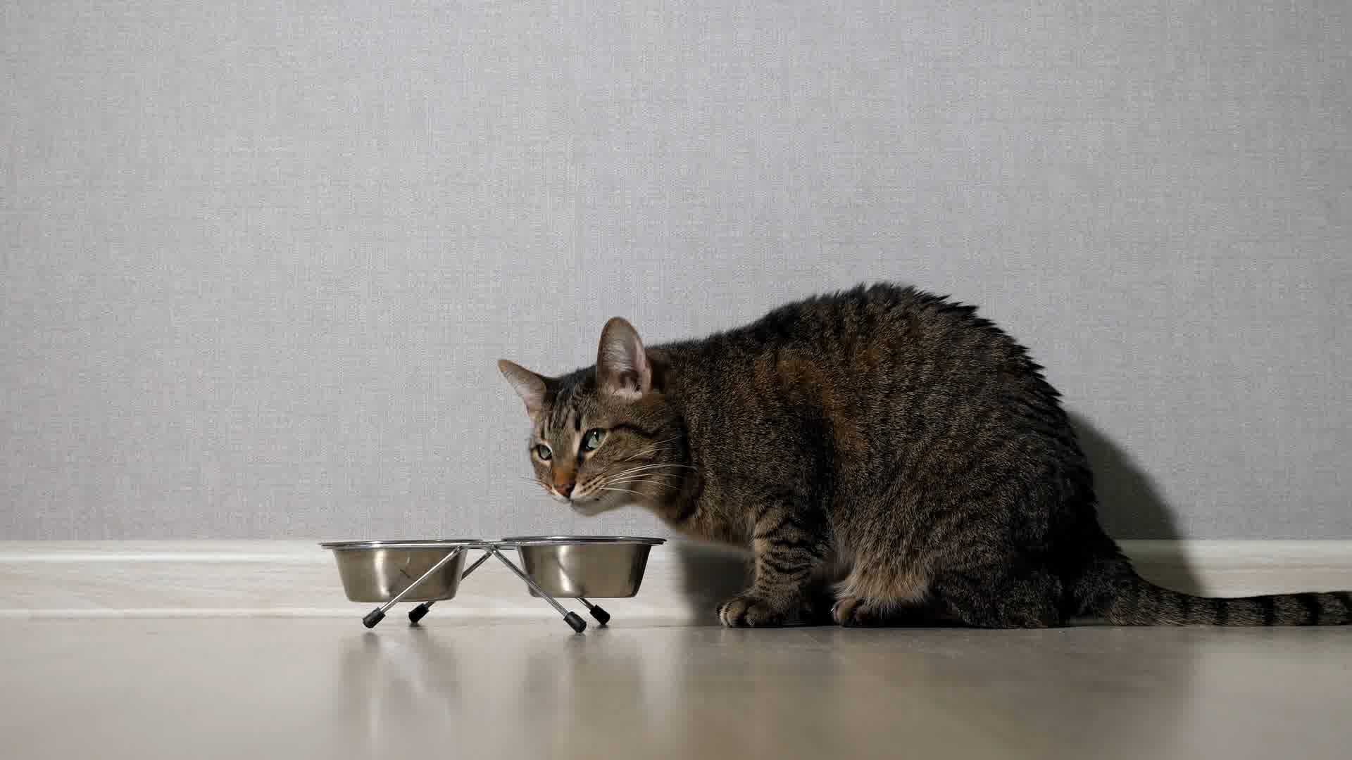 你们的猫咪都是吃什么猫粮的？ - 知乎