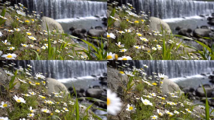雏菊，山间流水瀑布