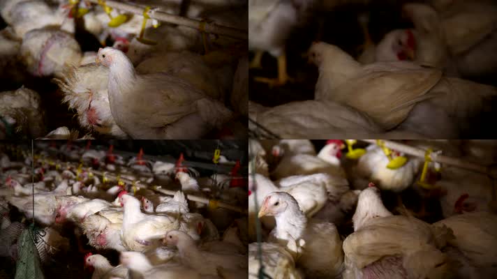 鸡肉 肉鸡 养殖场 卡路里 激素 养鸡场 白羽