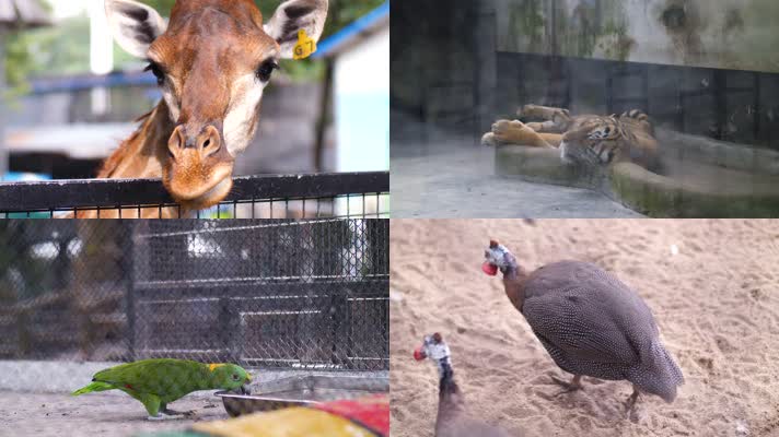 动物园各种动物合集4k