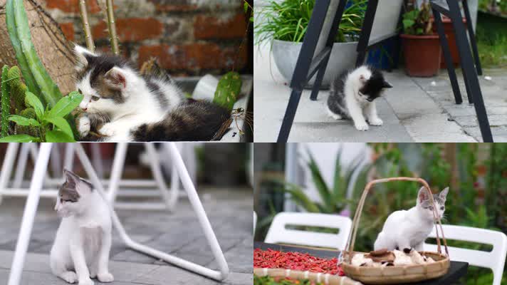 户外花园玩耍的可爱小猫咪合集4k