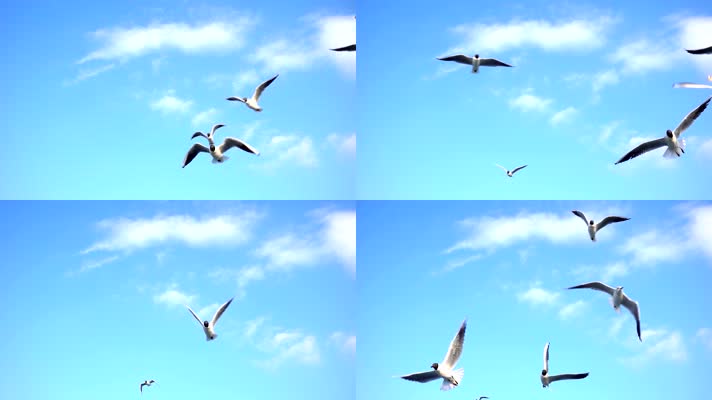 蓝天白云海鸥 (4)