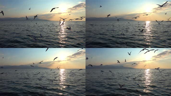 大海海鸥，黄昏金色夕阳太阳